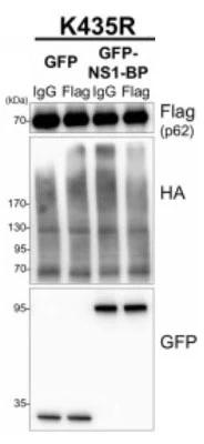Anti-GFP Antibody - Image 5