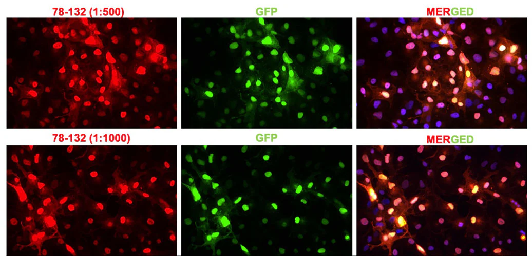 Anti-GFP Recombinant Chicken Chimeric mAb