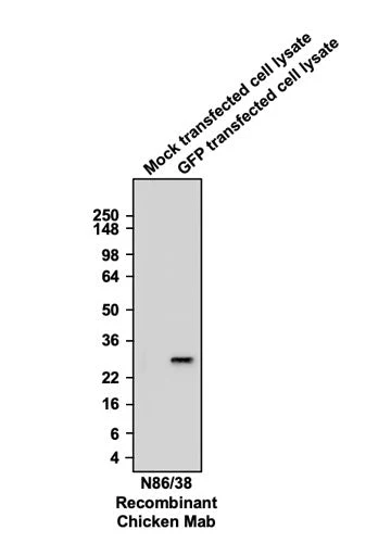 Anti-GFP Recombinant Chicken Chimeric mAb - Image 2