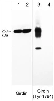 Anti-Girdin (C-terminus) Antibody