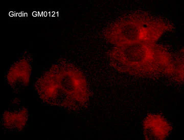 Anti-Girdin (C-terminus) Antibody - Image 2