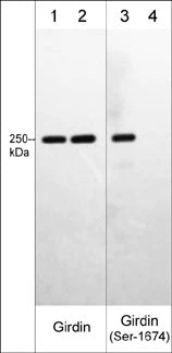 Anti-Girdin (Ser-1674), Phosphospecific Antibody