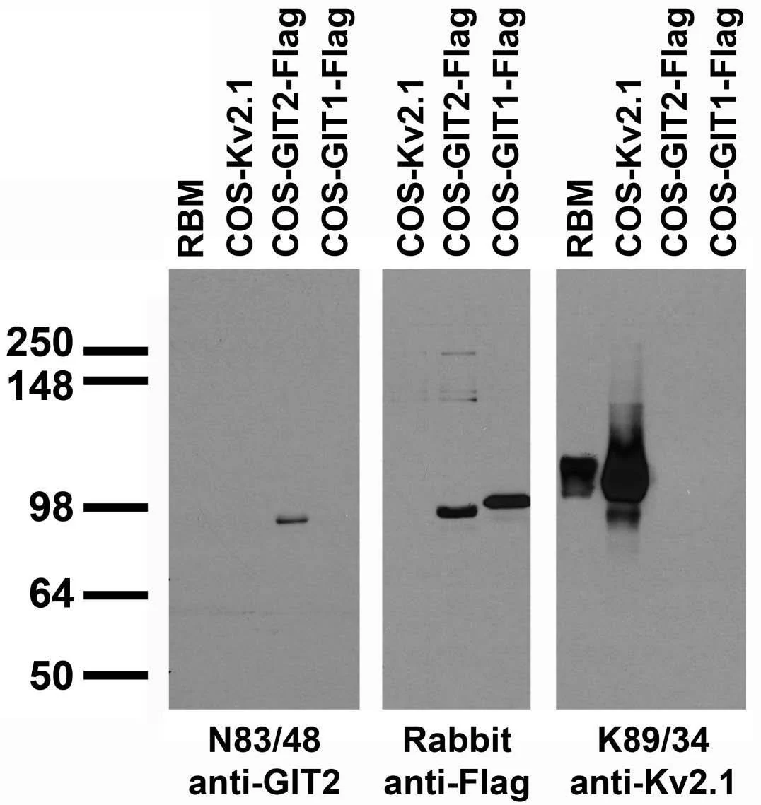 Anti-GIT2 Antibody - Image 2