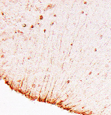 Anti-Glial Fibrillary Acidic Protein (GFAP) Antibody - Image 3