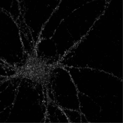 Anti-GluA1/GluR1 Glutamate Receptor Antibody