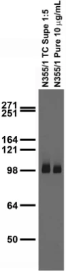 Anti-GluA1/GluR1 Glutamate Receptor Antibody - Image 3