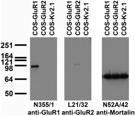 Anti-GluA1/GluR1 Glutamate Receptor Antibody - Image 4
