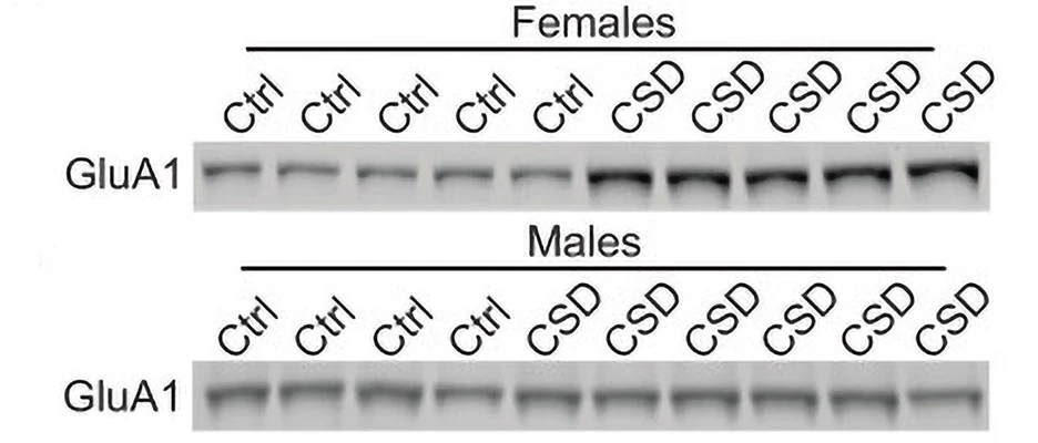 Anti-GluA1/GluR1 Glutamate Receptor Antibody - Image 5
