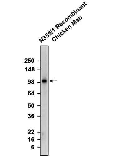 Anti-GluA1/GluR1 Glutamate Receptor Recombinant Chicken Chimeric mAb - Image 2
