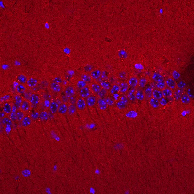 Anti-GluA2/GluR2 Glutamate Receptor Antibody
