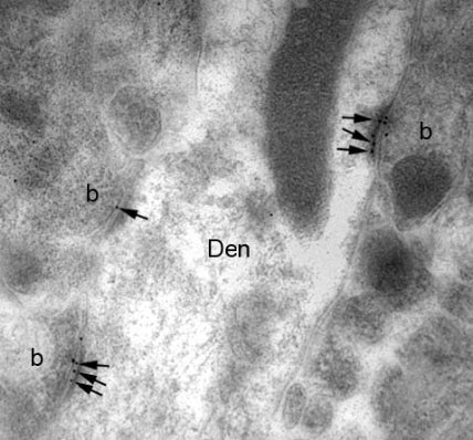 Anti-GluA2/GluR2 Glutamate Receptor Antibody - Image 2