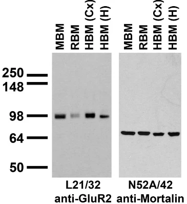 Anti-GluA2/GluR2 Glutamate Receptor Antibody - Image 3