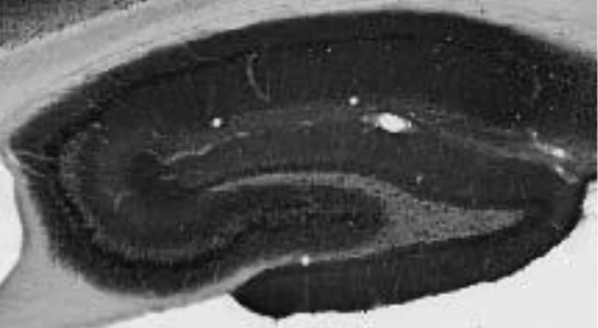 Anti-GluA2/GluR2 Glutamate Receptor Antibody - Image 4
