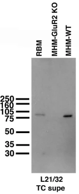 Anti-GluA2/GluR2 Glutamate Receptor Antibody - Image 6