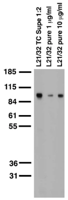 Anti-GluA2/GluR2 Glutamate Receptor Antibody - Image 7