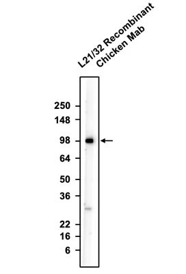 Anti-GluA2/GluR2 Glutamate Receptor Recombinant Chicken Chimeric mAb - Image 2
