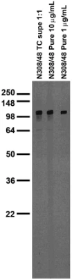 Anti-GluN1/NR1 Glutamate Receptor Antibody - Image 5