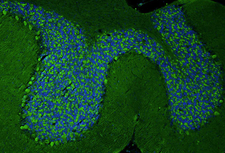 Anti-GluN1/NR1 Glutamate Receptor Recombinant Chicken Chimeric mAb