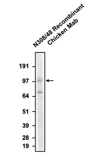 Anti-GluN1/NR1 Glutamate Receptor Recombinant Chicken Chimeric mAb - Image 2