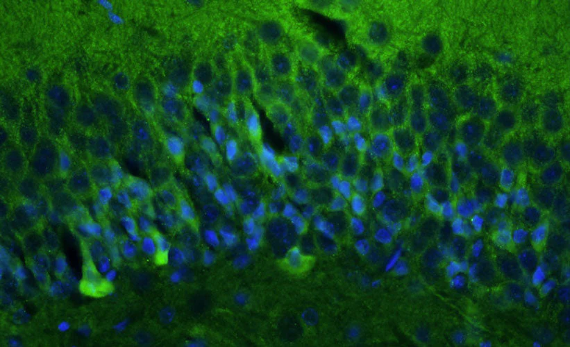 Anti-GluN1/NR1 Glutamate Receptor Recombinant Chicken Chimeric mAb - Image 3