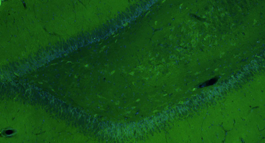 Anti-GluN1/NR1 Glutamate Receptor Recombinant Chicken Chimeric mAb - Image 4