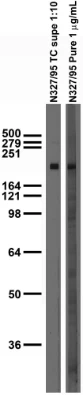 Anti-GluN2A/NR2A Antibody - Image 2