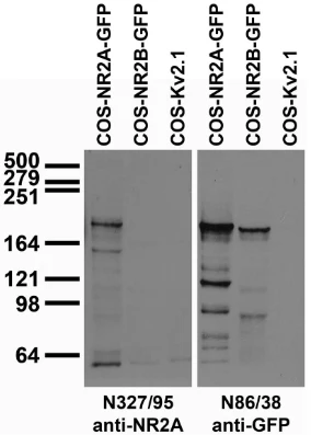 Anti-GluN2A/NR2A Antibody - Image 3