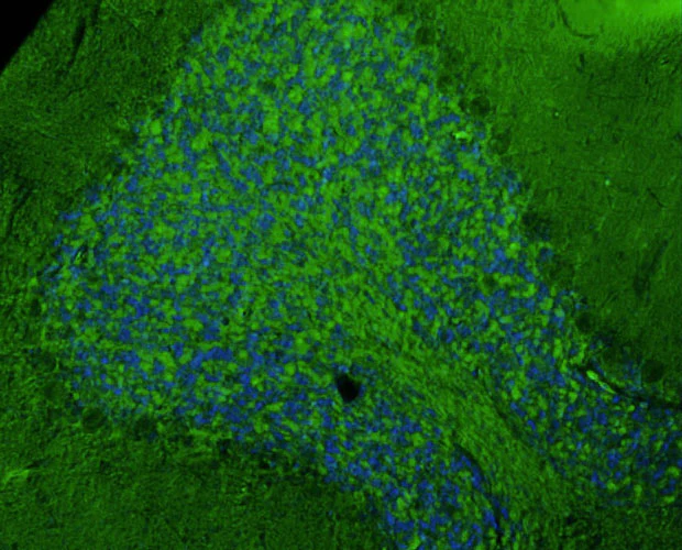 Anti-GluN2A/NR2A Glutamate Receptor Recombinant Chicken Chimeric mAb