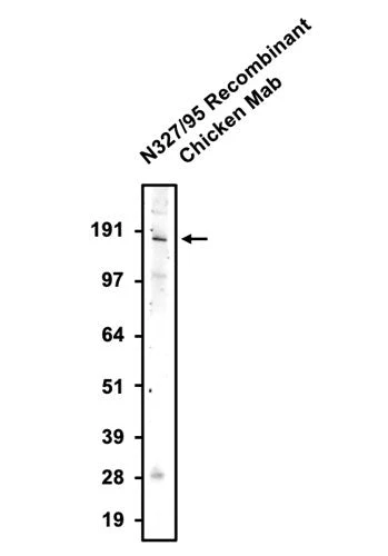 Anti-GluN2A/NR2A Glutamate Receptor Recombinant Chicken Chimeric mAb - Image 2