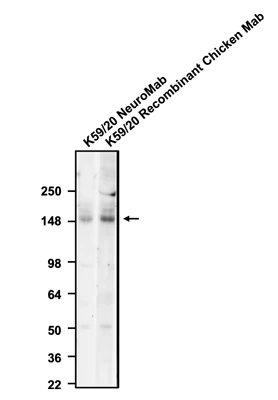 Anti-GluN2B/NR2B Glutamate Receptor Recombinant Chicken Chimeric mAb - Image 2