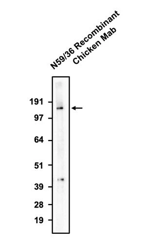 Anti-GluN2B/NR2B Glutamate Receptor Recombinant Chicken Chimeric mAb - Image 2