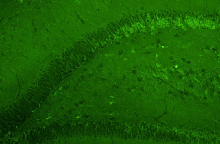 Anti-GluN2B/NR2B Glutamate Receptor Recombinant Chicken Chimeric mAb - Image 3