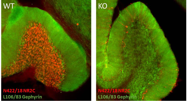 Anti-GluN2C/NR2C Antibody