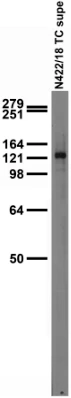 Anti-GluN2C/NR2C Antibody - Image 2