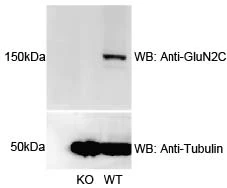 Anti-GluN2C/NR2C Antibody - Image 3