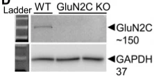 Anti-GluN2C/NR2C Antibody - Image 4
