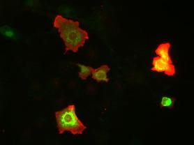 Anti-GluN3A/NR3A Antibody