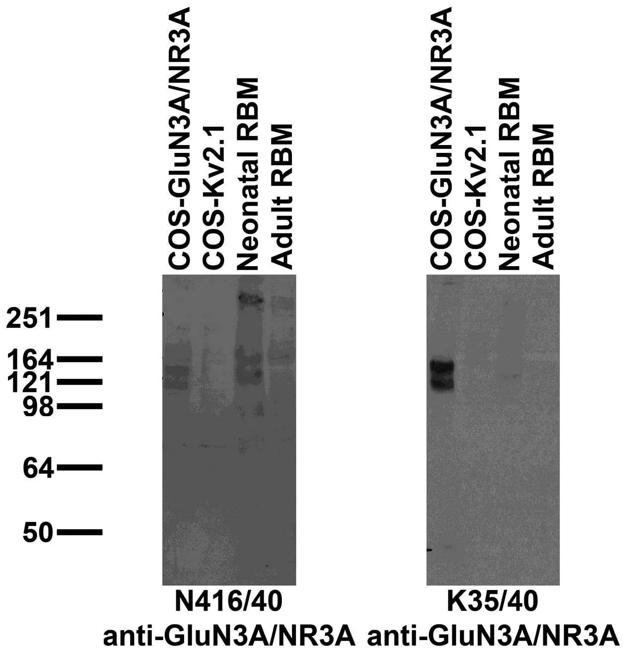 Anti-GluN3A/NR3A Antibody - Image 2
