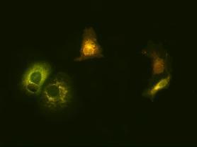 Anti-GluN3A/NR3A Antibody - Image 3