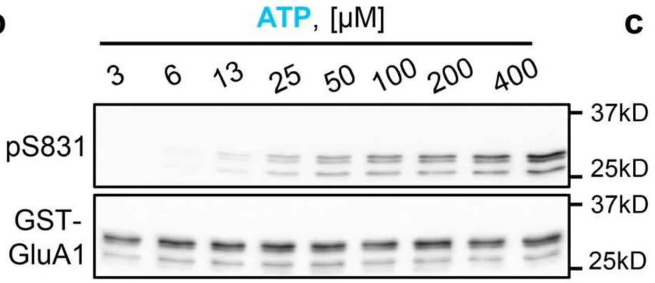 Anti-GluR1-Subunit (Ser831) Antibody - Image 3