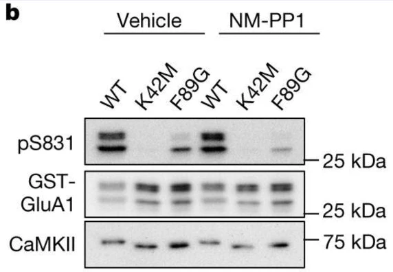 Anti-GluR1-Subunit (Ser831) Antibody - Image 4