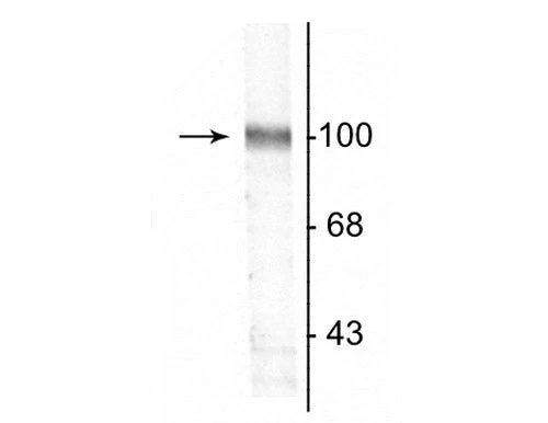 Anti-GluR2 Antibody