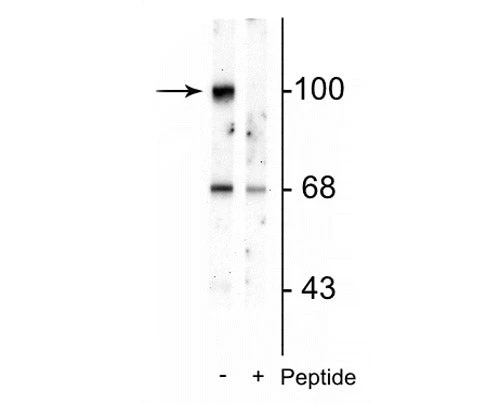 Anti-GluR2-subunit (Ser880) Antibody