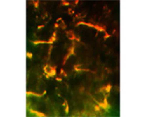 Anti-Glutathione peroxidase 1 (GPx-1) Antibody