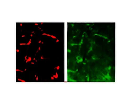 Anti-Glutathione peroxidase 1 (GPx-1) Antibody - Image 2