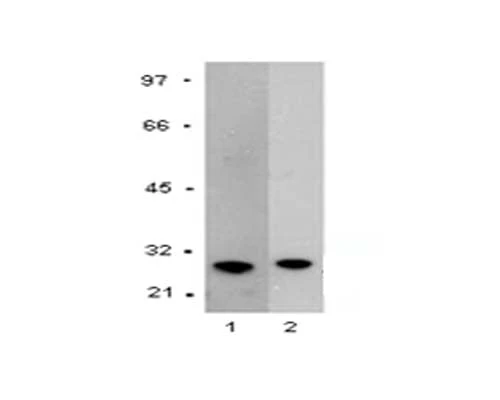 Anti-Glutathione S-transferase protein (GST) tag Antibody