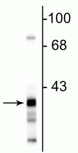 Anti-Glyceraldehyde 3-Phosphate Dehydrogenase Antibody - Image 2