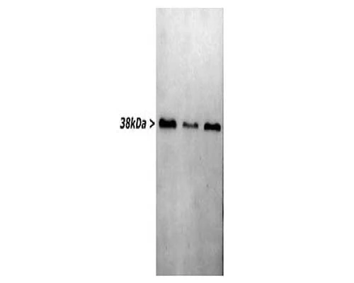Anti-Glyceraldehyde 3-Phosphate Dehydrogenase (GAPDH) Antibody - Image 2