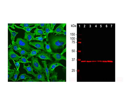 Anti-Glyceraldehyde 3-Phosphate Dehydrogenase (GAPDH) Antibody - Image 3