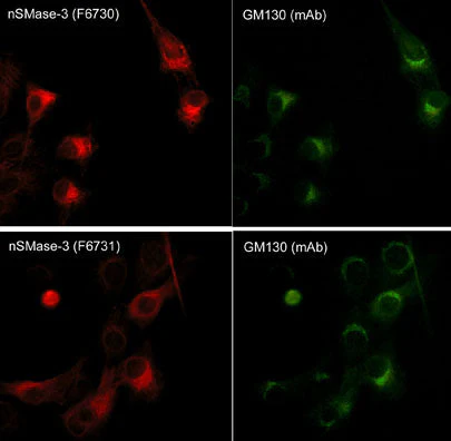 Anti-GM130 (C-terminal region) Antibody